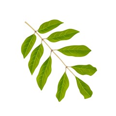 Fototapeta premium 鮮やかな緑のシマトネリコの枝 線画なし