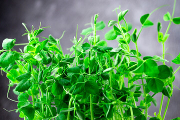 Young green peas close-up