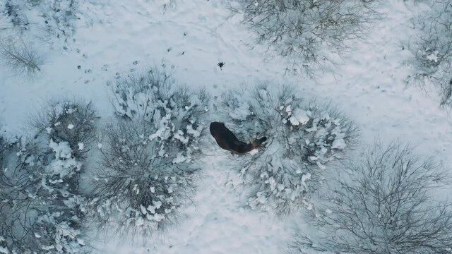 In winter, moose needs mixed and coniferous forests with dense undergrowth