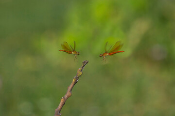dragonfly fight for teritory