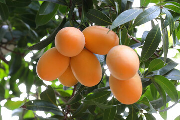 Marian plum,Marian mango or plango (mayongchit in Thai) ready to harvest.