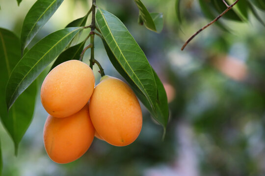 Marian plum,Marian mango or plango (mayongchit in Thai) ready to harvest.