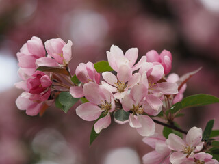 blooming apple