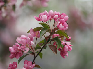 blooming apple