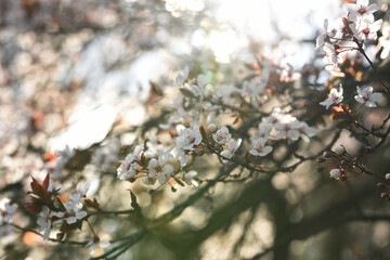 Delicate flowering branches with white flowers of a cherry tree against the blue sky. Selective focus. Vintage style