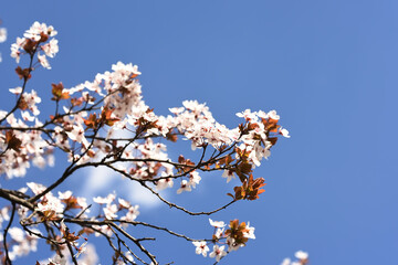 Delicate flowering branches with white flowers of a cherry tree against a blue sky. Selective focus 