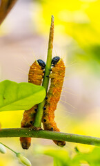 Macro two Caterpillars perched on branch together, vertical image, blurred background of green leaves..