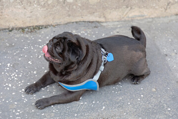 Black Pug Laying Street