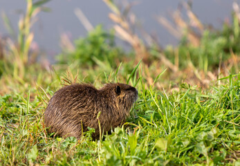 An adult  nutria grazes in the early morning on green grass on the shore of a reservoir in the Lake Hula nature reserve in northern Israel
