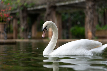 white swan in a calm pond