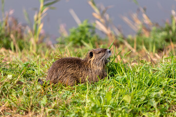An adult  nutria grazes in the early morning on green grass on the shore of a reservoir in the Lake Hula nature reserve in northern Israel