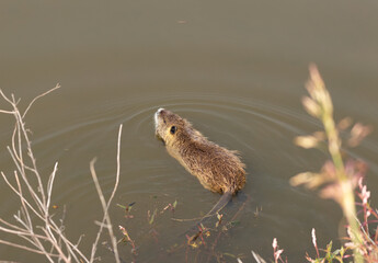 An adult  nutria swims near the shore in a pond in the Lake Hula nature reserve in northern Israel