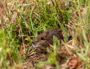 A cub  nutria grazes early in the morning on grass on the banks of a reservoir in Lake Hula Nature Reserve in northern Israel.