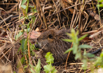A cub  nutria grazes early in the morning on grass on the banks of a reservoir in Lake Hula Nature...