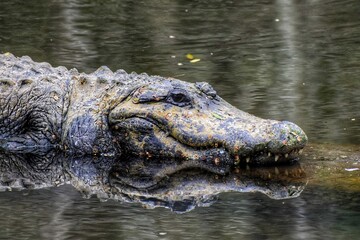 Florida Alligator