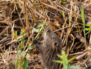 A cub  nutria grazes early in the morning on grass on the banks of a reservoir in Lake Hula Nature Reserve in northern Israel.
