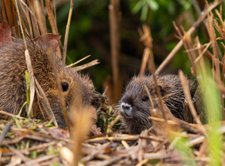 A cubs  nutria grazes early in the morning on grass on the banks of a reservoir in Lake Hula Nature...
