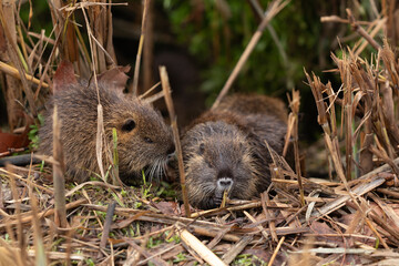 A cubs  nutria grazes early in the morning on grass on the banks of a reservoir in Lake Hula Nature Reserve in northern Israel.