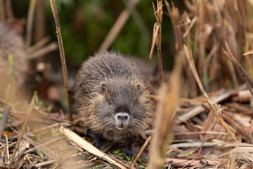 A cub  nutria grazes early in the morning on grass on the banks of a reservoir in Lake Hula Nature Reserve in northern Israel.