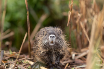 A cub  nutria grazes early in the morning on grass on the banks of a reservoir in Lake Hula Nature Reserve in northern Israel.