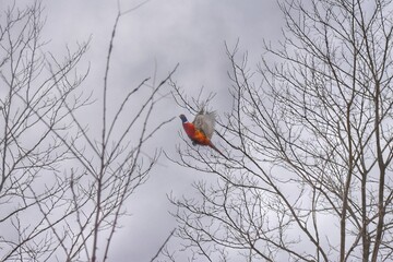 Pheasant
