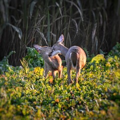 Kissing Deer