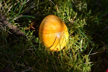 Yellow colored easteregg in the mossy grass