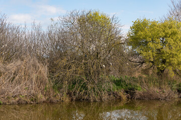 Birds  sit in the early morning on the branches of coastal trees on the shore of a reservoir in the nature reserve at Lake Hula in northern Israel