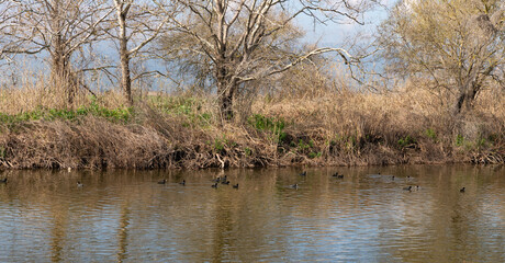 A small  flock of black migratory ducks swims in the early morning near the shore in a reservoir in the nature reserve on Lake Hula in northern Israel