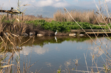 A white  crane stands early in the morning in the water near the shore in a reservoir in the Lake Hula nature reserve in northern Israel