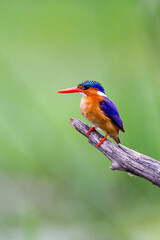 Malachite Kingfisher looks over the waterways of Africa for small fish