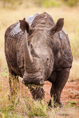 Large Southern White Rhino bull comes back covered in mud