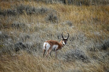 Pronghorn