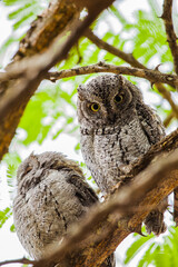 Two African Scops owl resting during the heat of the day