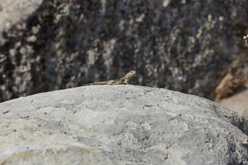 little lizard basking on the rocks