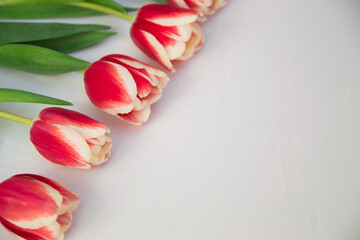 Red bright tulips laid out in row on left side of horizontal image. White background on upper side for greeting text on International Womens Day, promo material with copy space for text.