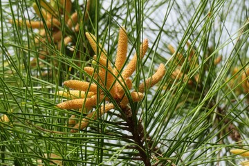 Beautiful pine tree cones on tree in Florida nature, closeup
