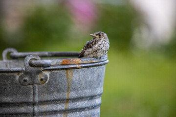 bird sits on the edge of a sink