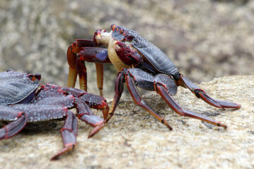 rote_Klippenkrabbe