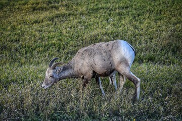 Ewe Bighorn Sheep
