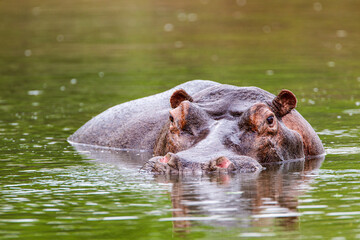Female Hippopotamus surfaces to check it is safe to leave the water
