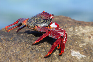 rote_Klippenkrabbe