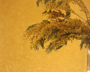 yellow mimosa flower for spring background, place for text