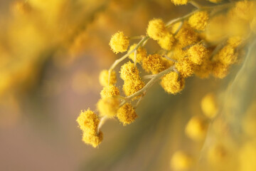 yellow mimosa flower for spring background, macro photo, selective focus