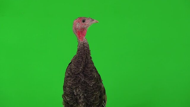 young turkey squeaks on a green screen