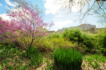 Spring landscape with blooming redbud tree, green undergrowth, and rocky cliffs in background, illustrating seasonal desert renewal and native plant diversity in Southwestern ecosystems