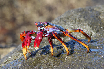 rote_Klippenkrabbe
