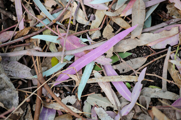 Colorful eucalyptus leaves in pastel hues scattered on the ground, illustrating natural leaf litter, seasonal shedding, and pigment variation in urban forest or landscaped environments