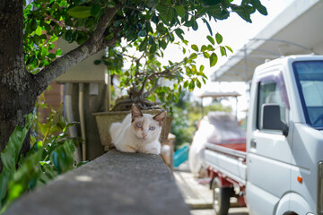 塀の上でリラックスする猫