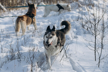 siberian husky on the snow